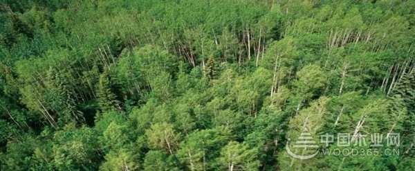 聚势赢未来·2020兔宝宝地板联合DOMOTEX asia开启全球线上招商会