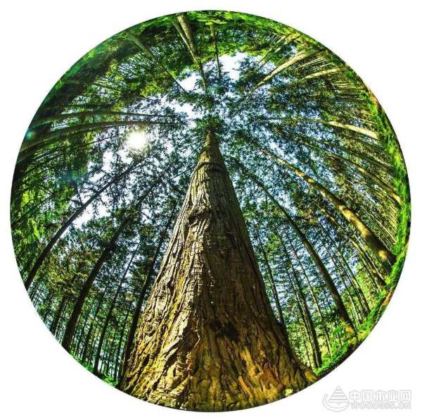 缘起香杉 壮象祝袁隆平院士90寿诞快乐！