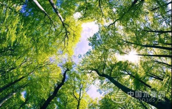 黄果树板材负氧离子系列│E0级生态板，品质与众不同